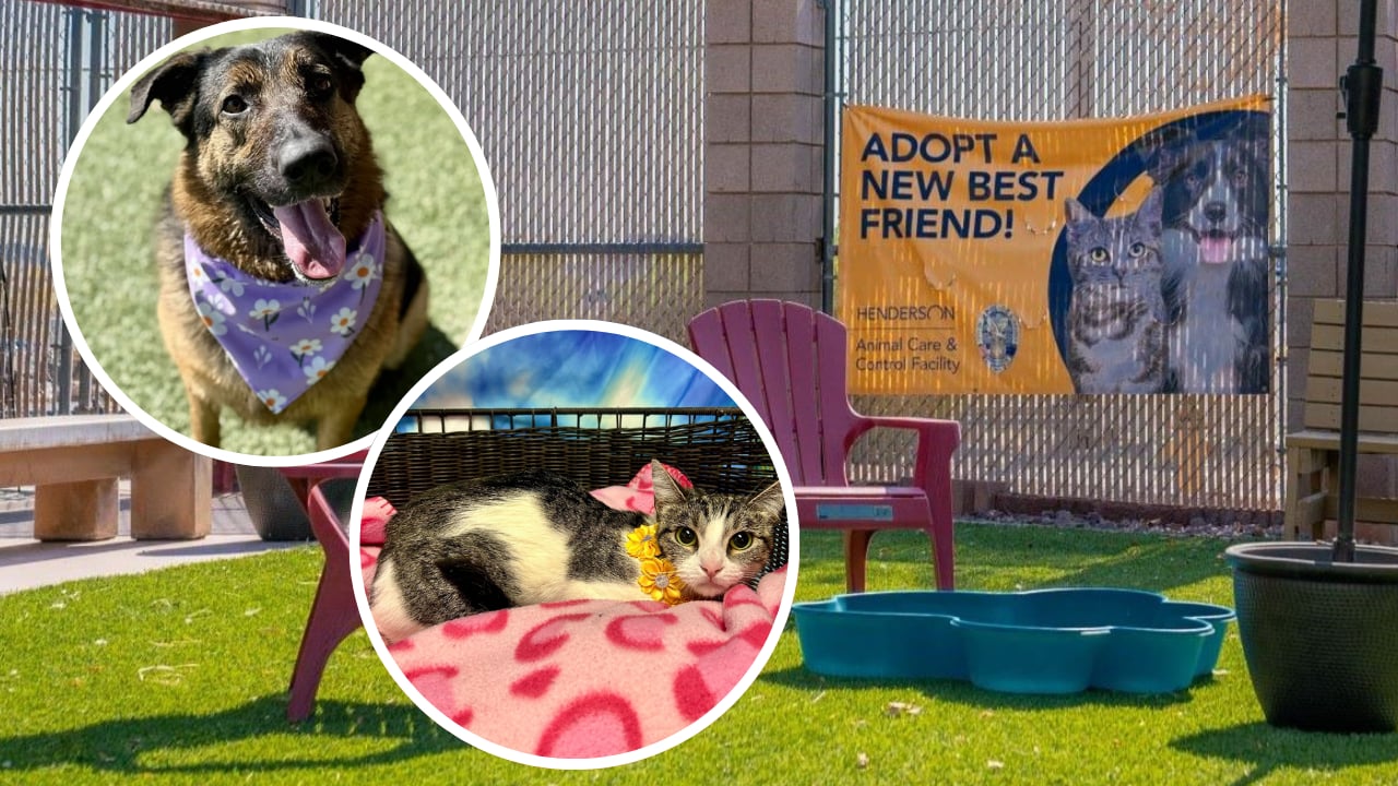 Henderson waives pet adoption fees for residents through September 1