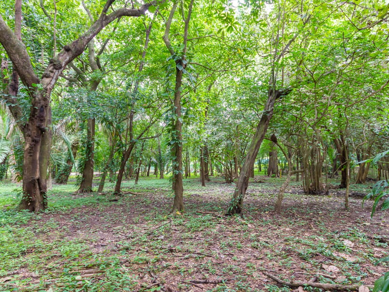 1 Acre Jungle Property