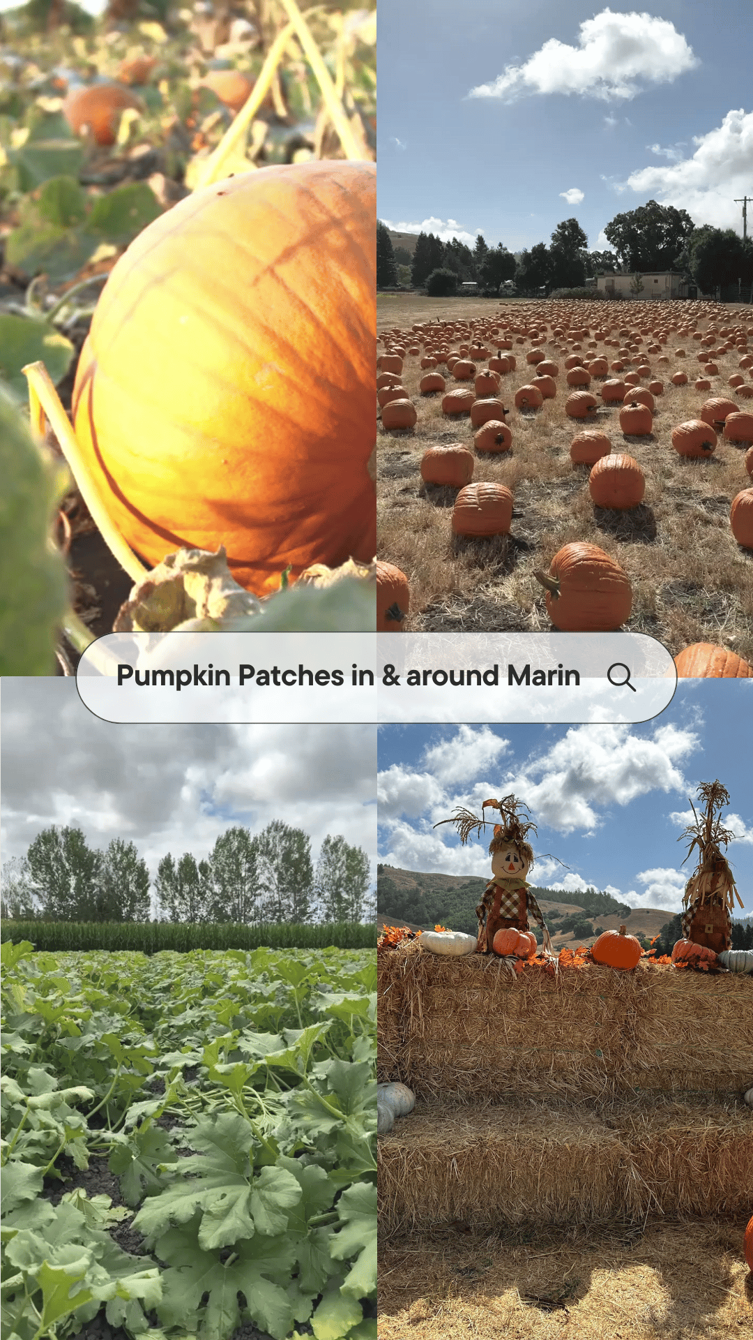 The Ultimate Guide to Pumpkin Patches In and Around Marin County