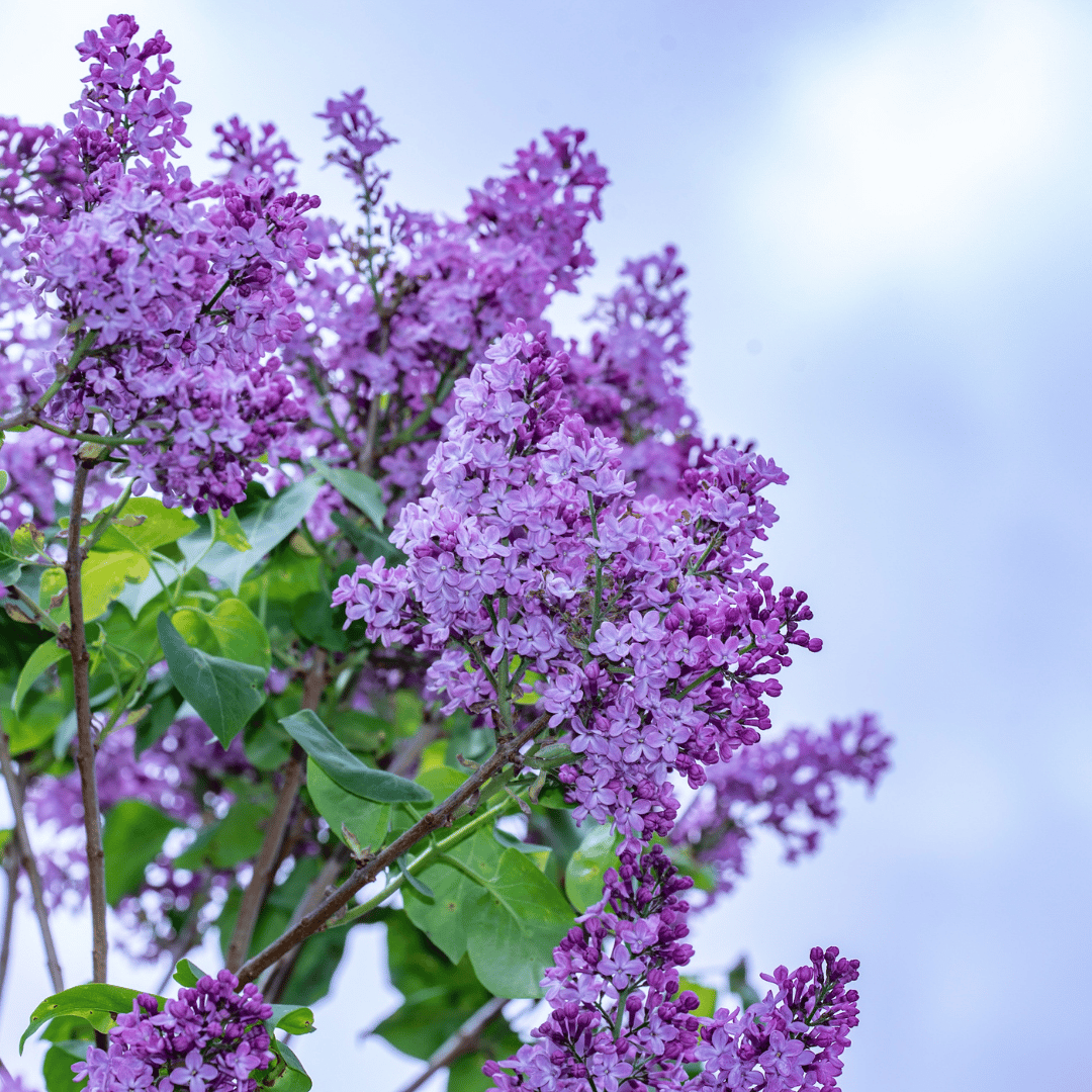 Wake Up and Smell the Flowers | Spring Cleaning and Deodorizing Your Home