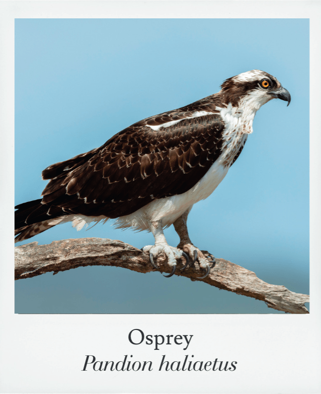 Basics of Birding