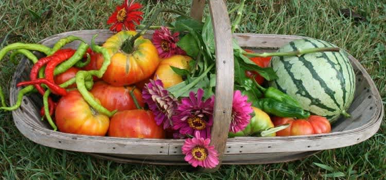 Go Organic! Buy Organic!