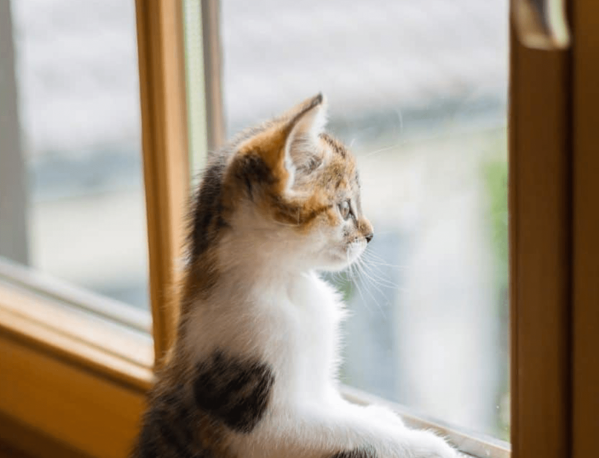 A House Cat Was Brought To A Remote Island In 1894—A Year Later A Species Was Extinct