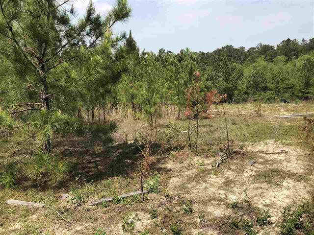 A plot of land in 185 N Charles Willis Dr with sparse vegetation and a few small trees. The ground appears sandy and the area looks undeveloped, surrounded by more densely wooded sections.