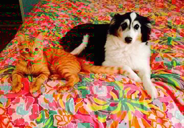 Anna Maria Island Dog Friendly Resorts