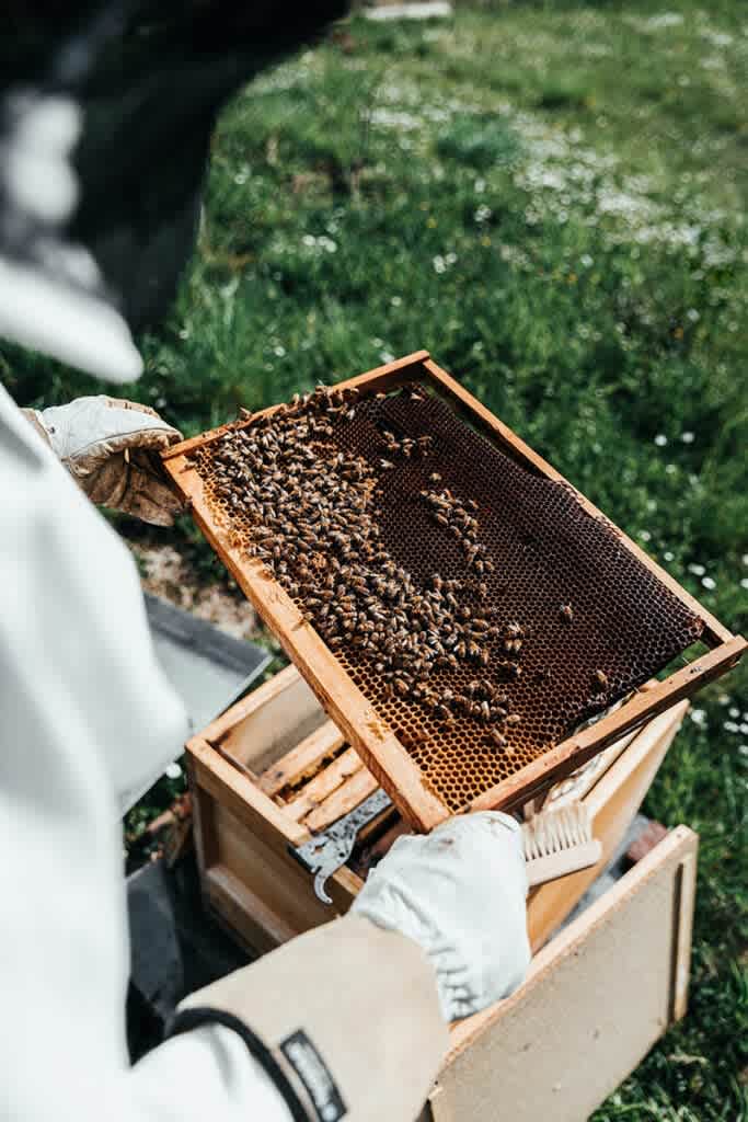 Can Bees Help Save the World?