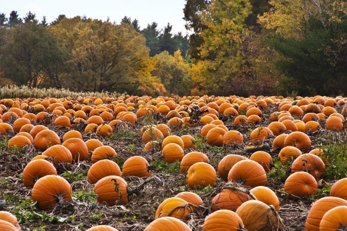 pumpkin patch desktop wallpaper 5653 5939 hd wallpapers 700x467 1