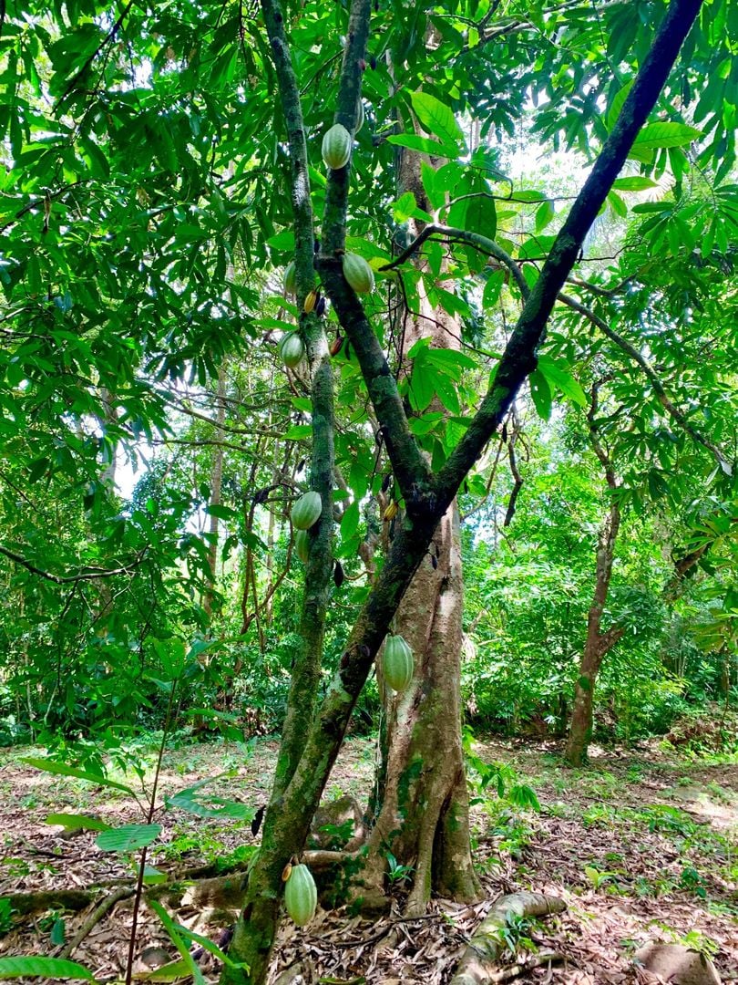 Triple Waterfall Ocean View Land, Dominical, Puntarenas