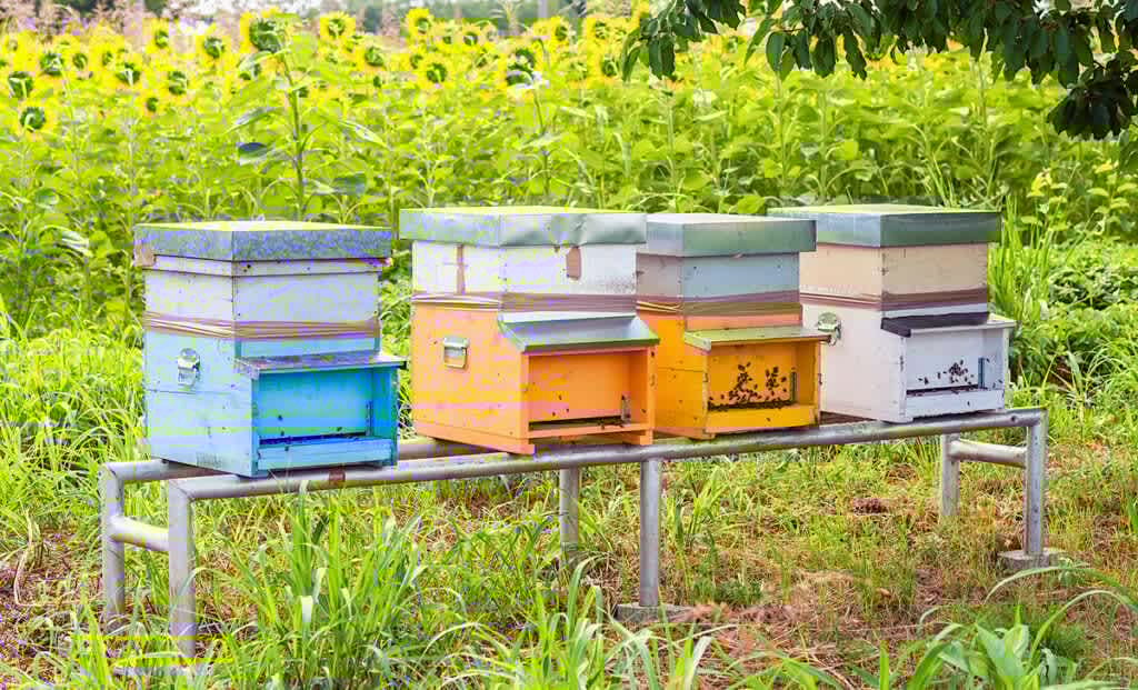 Can Bees Help Save the World?