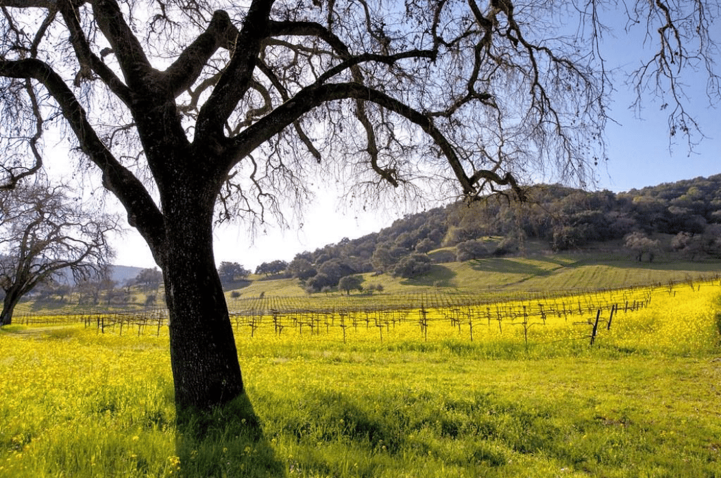 Sonoma County