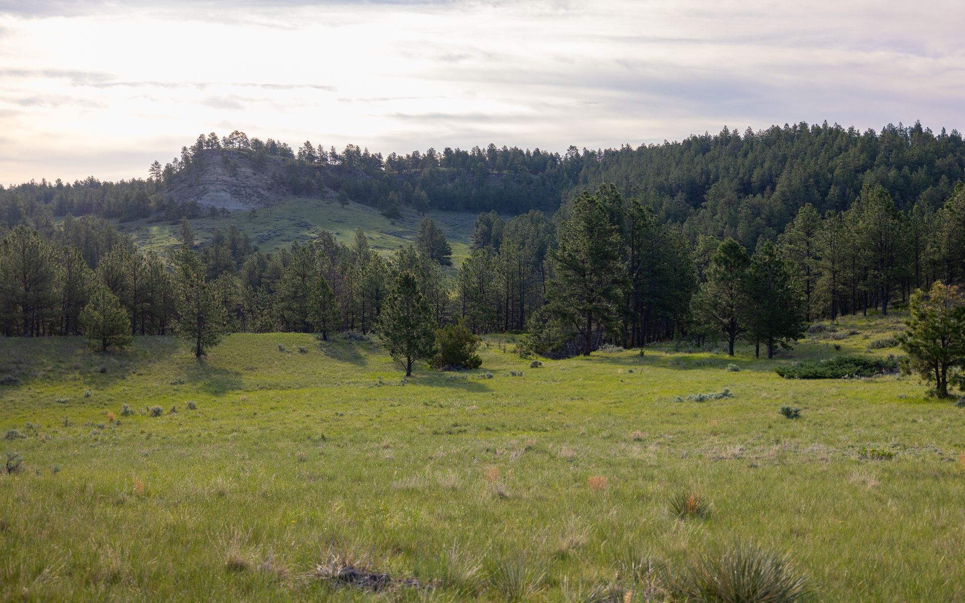 Elk Rich Ranch