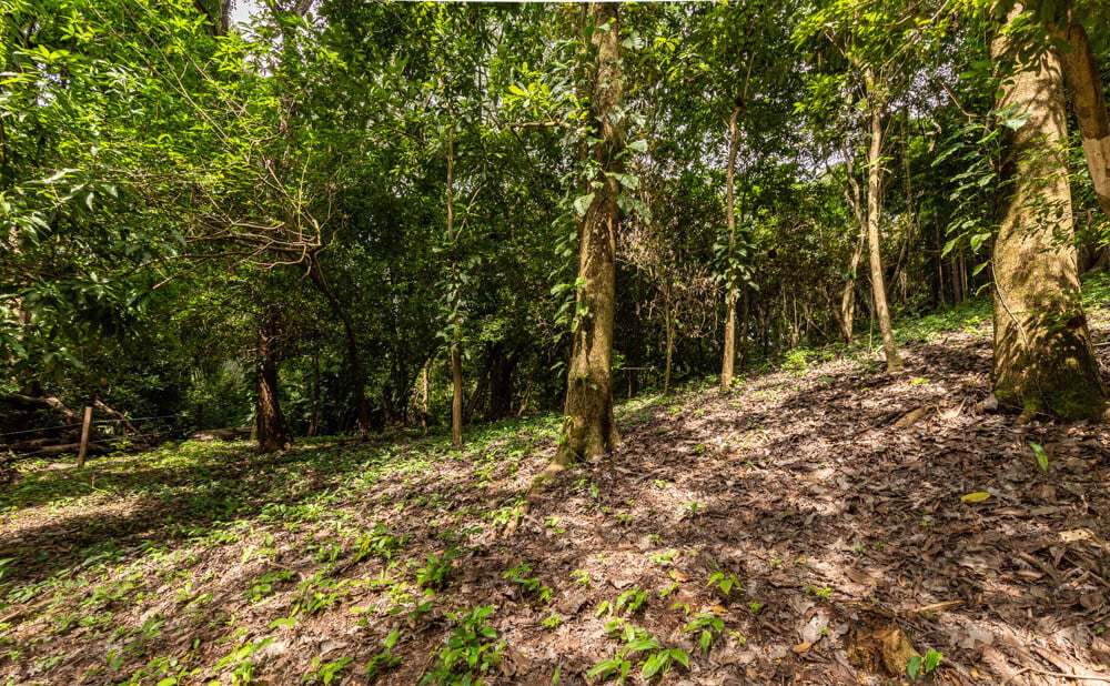 Wooded Jungle Building Lots, Nosara, Guanacaste