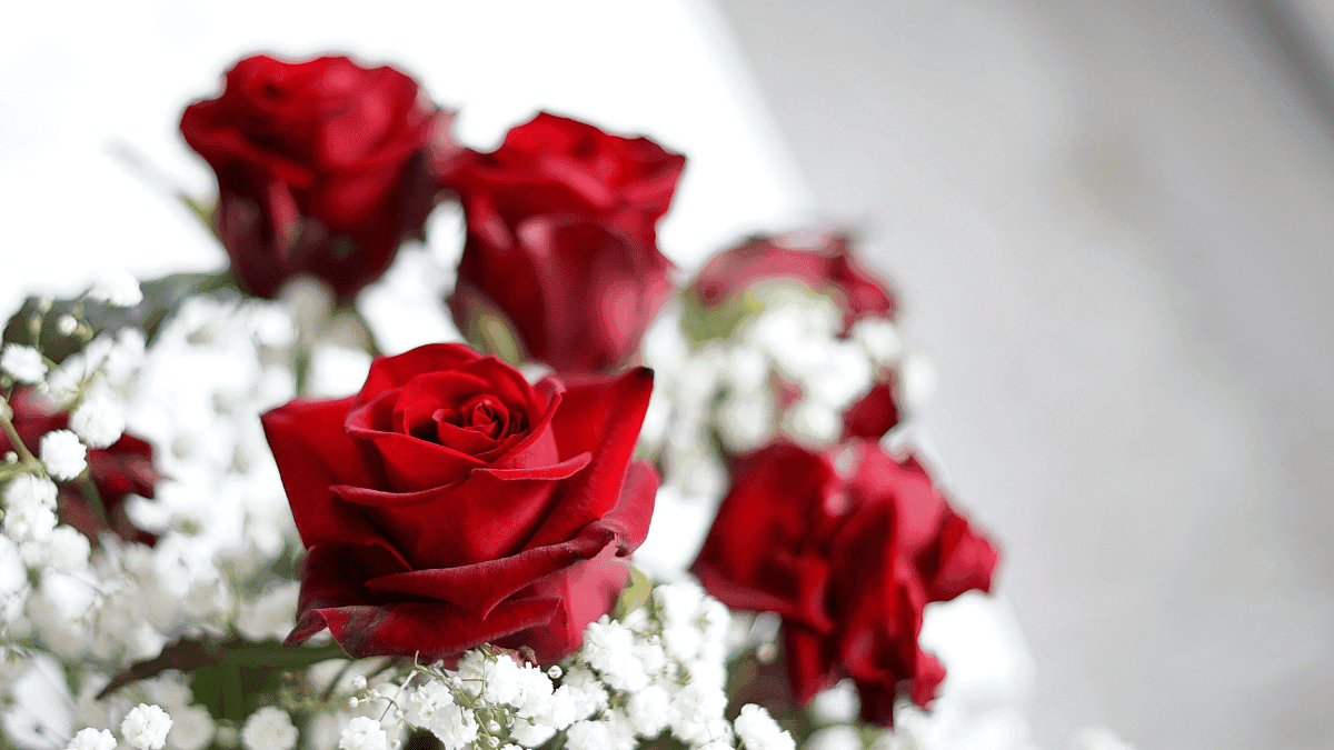 How to Celebrate Valentine's Day in Austin