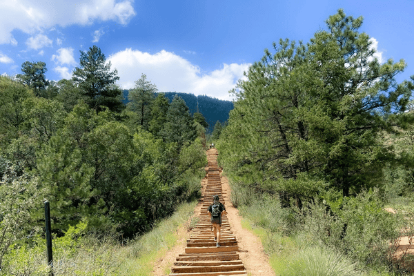 A hiker climbs wooden steps on a pine-lined mountain trail.