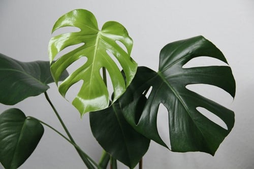 Trending Plants for Your Living Room