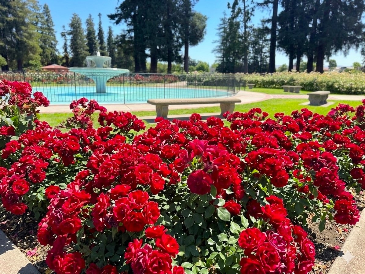 Red roses fill the foreground of a garden with a fountain and stone benches.