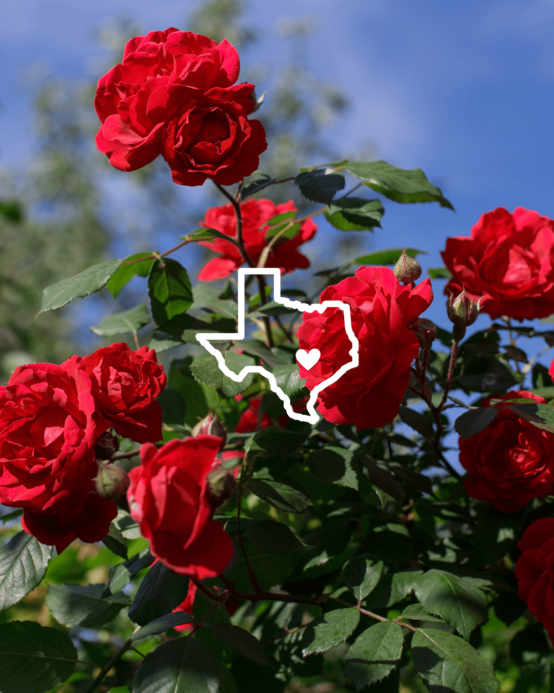 roses and pic of Texas state outline with a heart in the middle