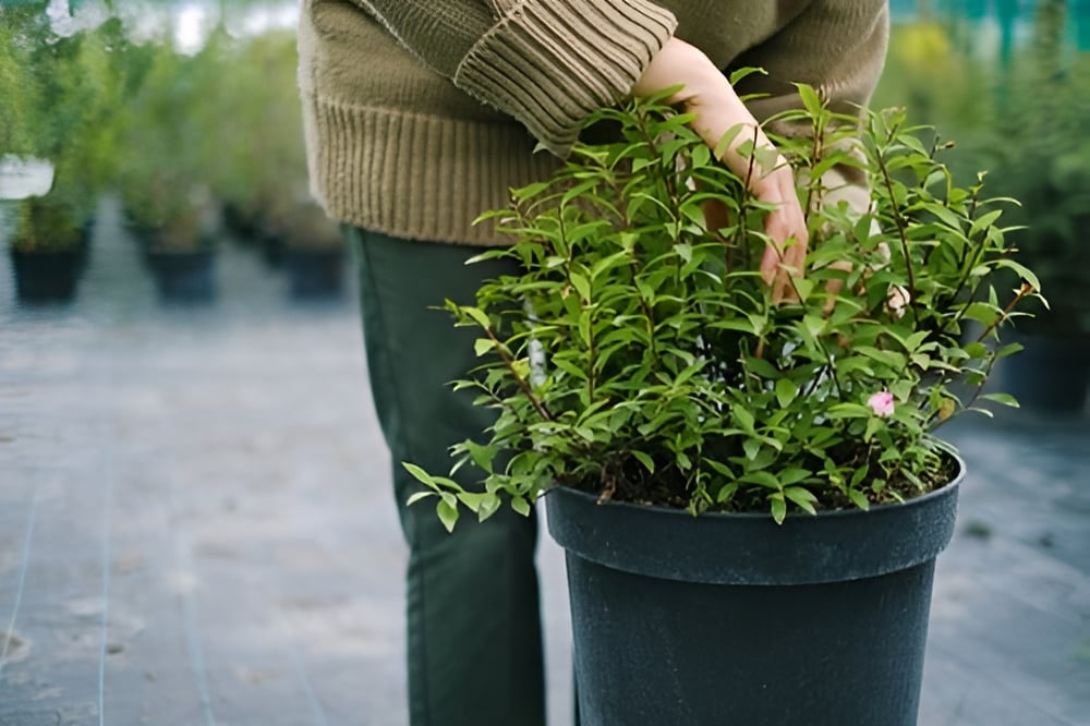 Here's Why You Should Build a Greenhouse