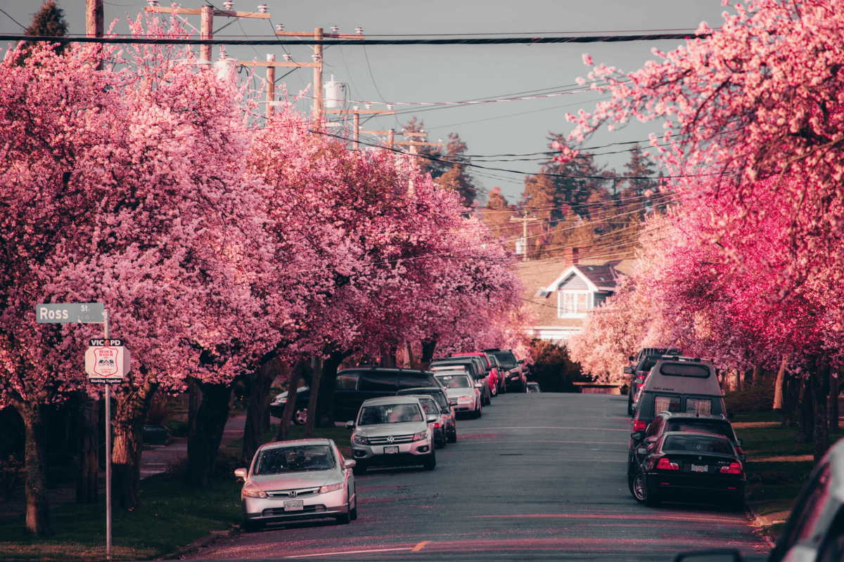 Ross Street in Victoria, BC lined with vibrant cherry blossom trees in full bloom, with parked cars and residential homes in the background.