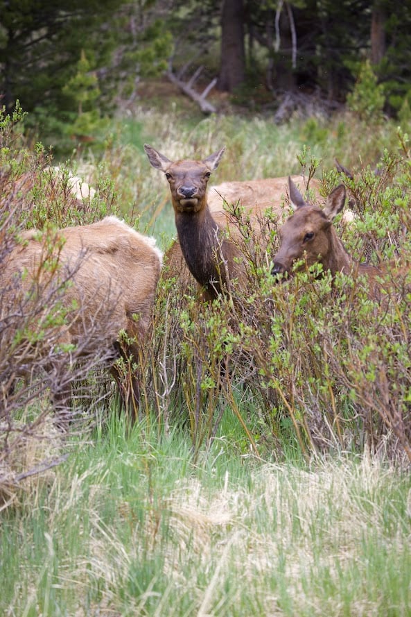 Where the Road Meets the Sky: Driving Trail Ridge Road