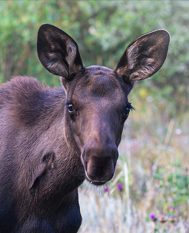 Driving Into the Wild: A Sensory Journey Along Old Fall River Road