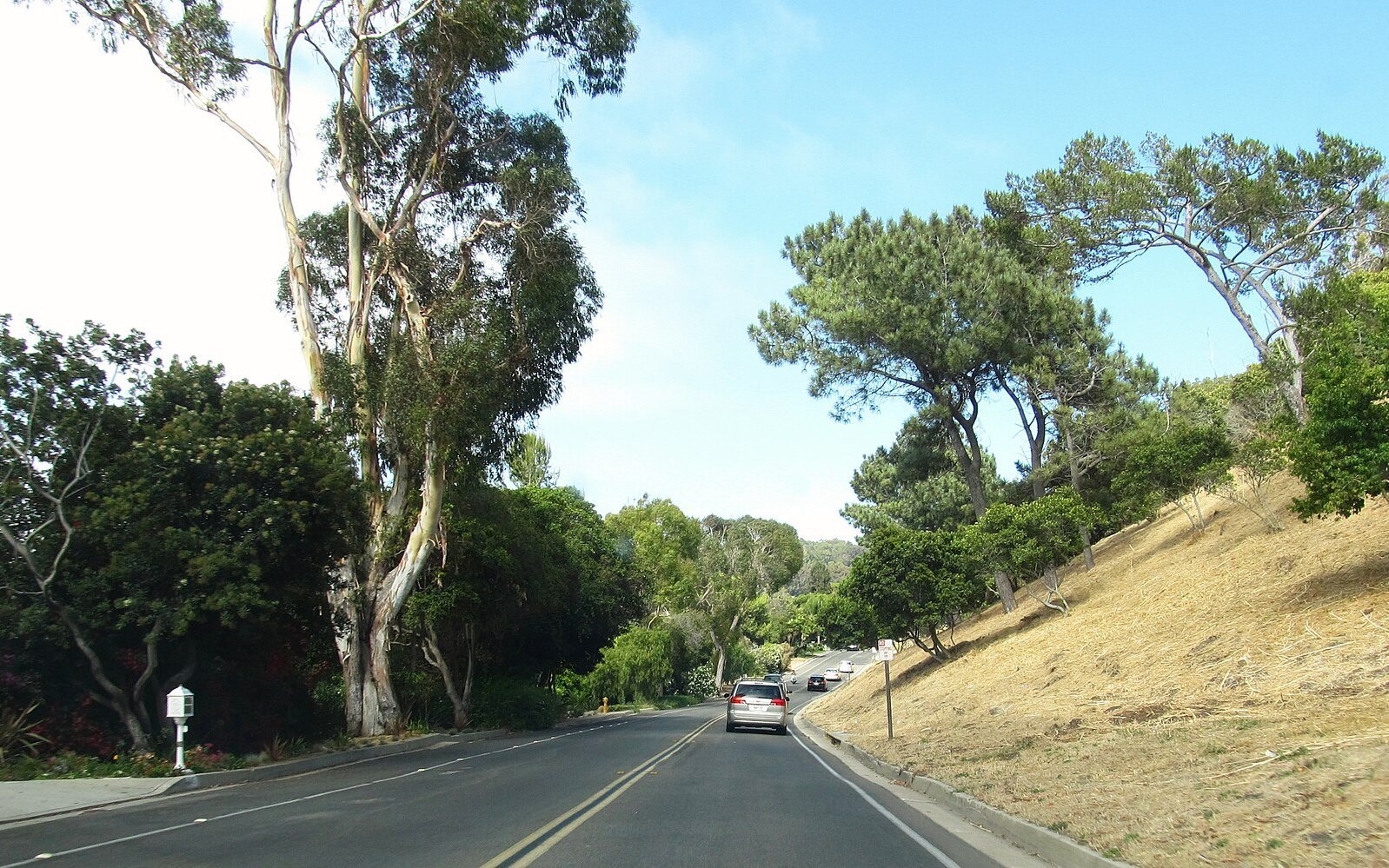 Tree-lined roadway in Palos Verdes Estates, photographed in 2011