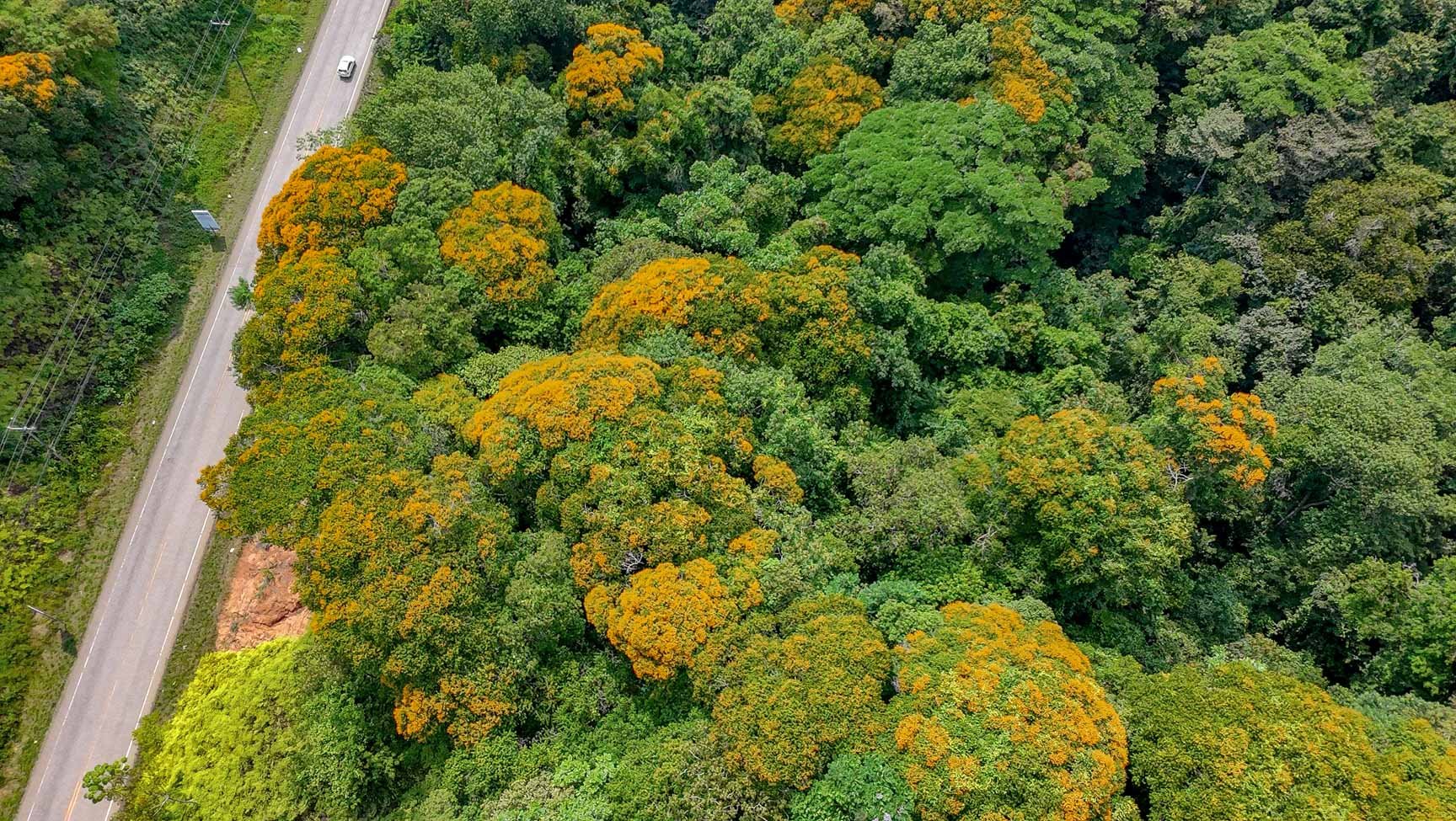 23-Acre Prime Highway Frontage Lot Near Ojochal & Ocean