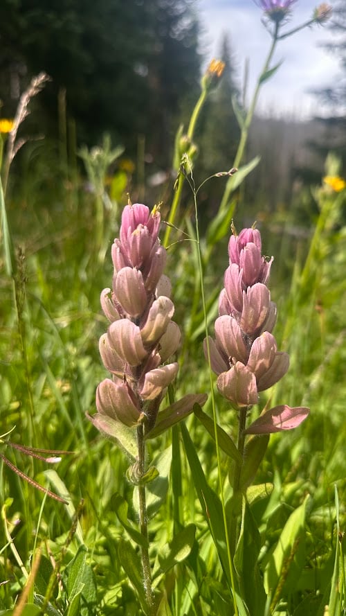 Where the Road Meets the Sky: Driving Trail Ridge Road