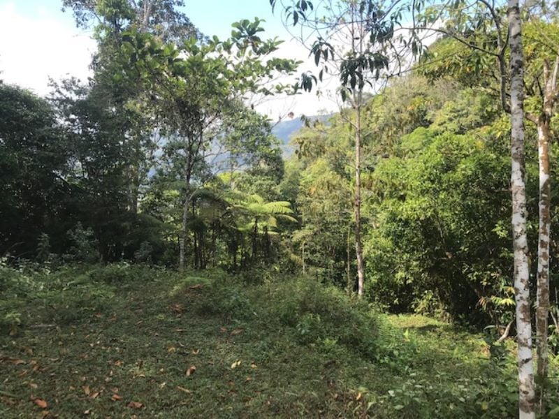 Spring Fed Ocean View Acreage, Uvita, Puntarenas
