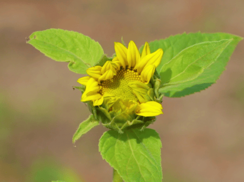 The Seedbomb Project