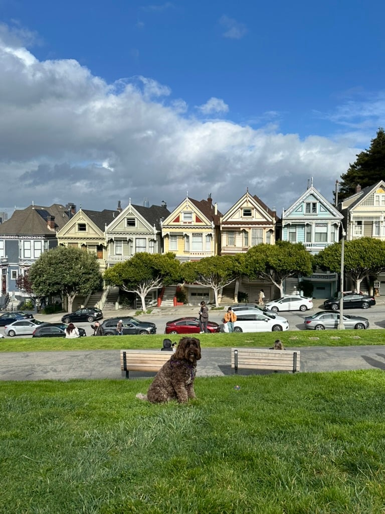 alexis kushner _ alamo square park