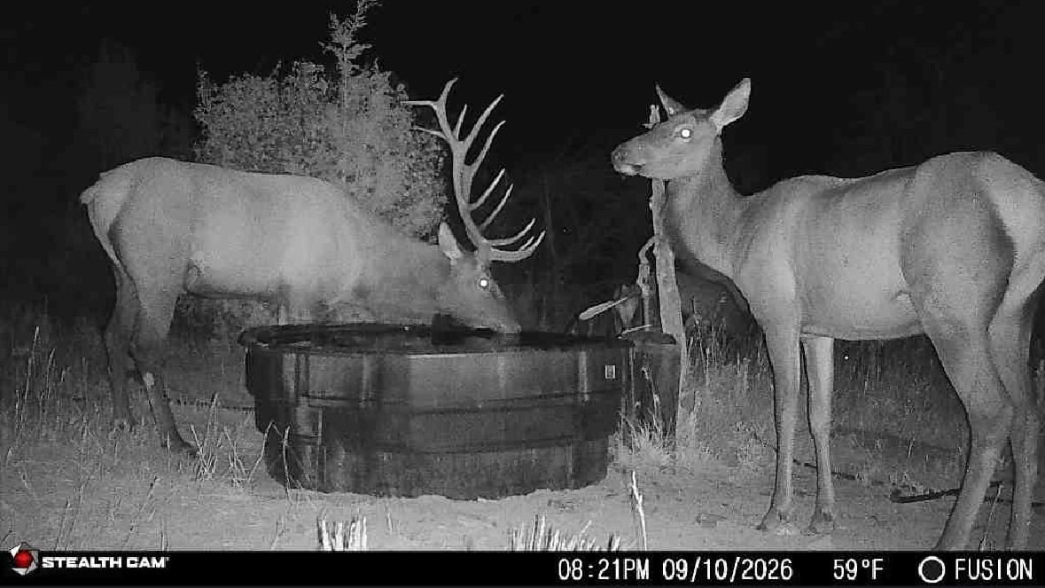 A bull elk drinks from a trough as another elk stands nearby in an infrared night image.