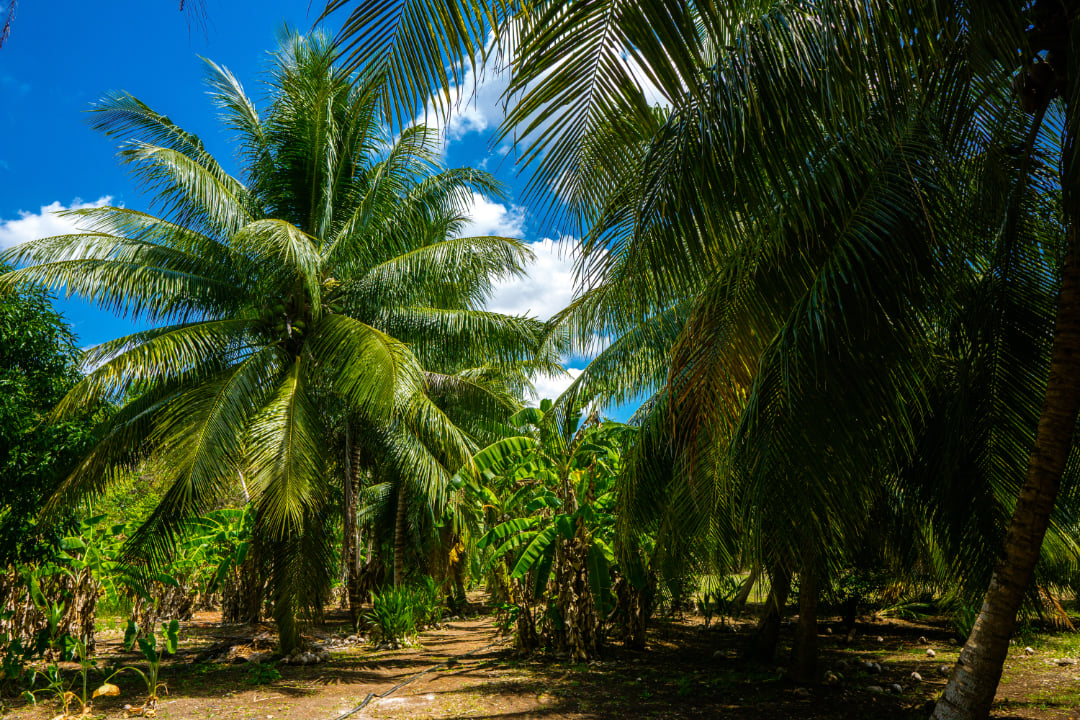 Rancho Del Cielo Maya