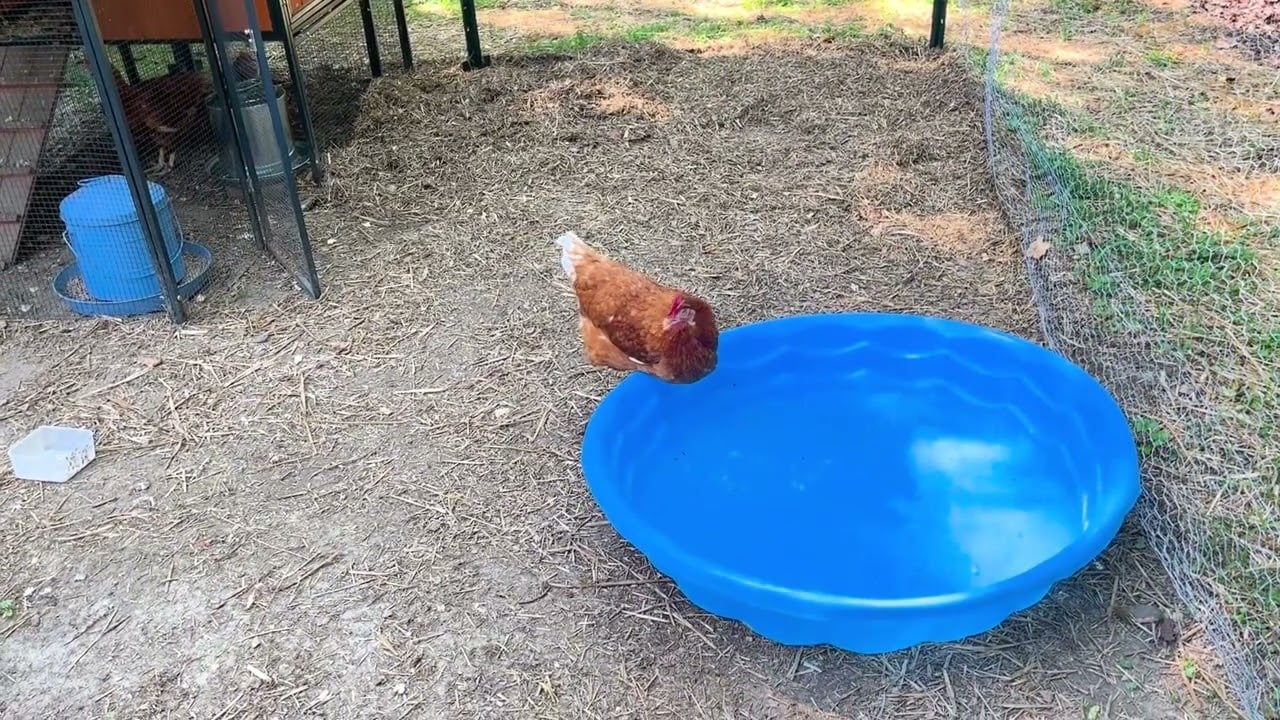 Pool Day!