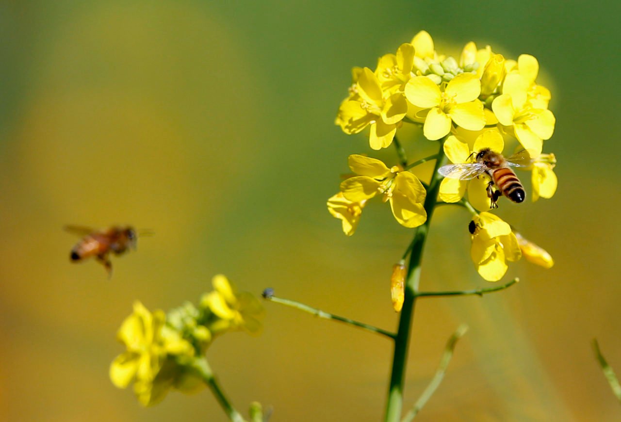 10 Sonoma County Spots for Seeing Mustard in Bloom