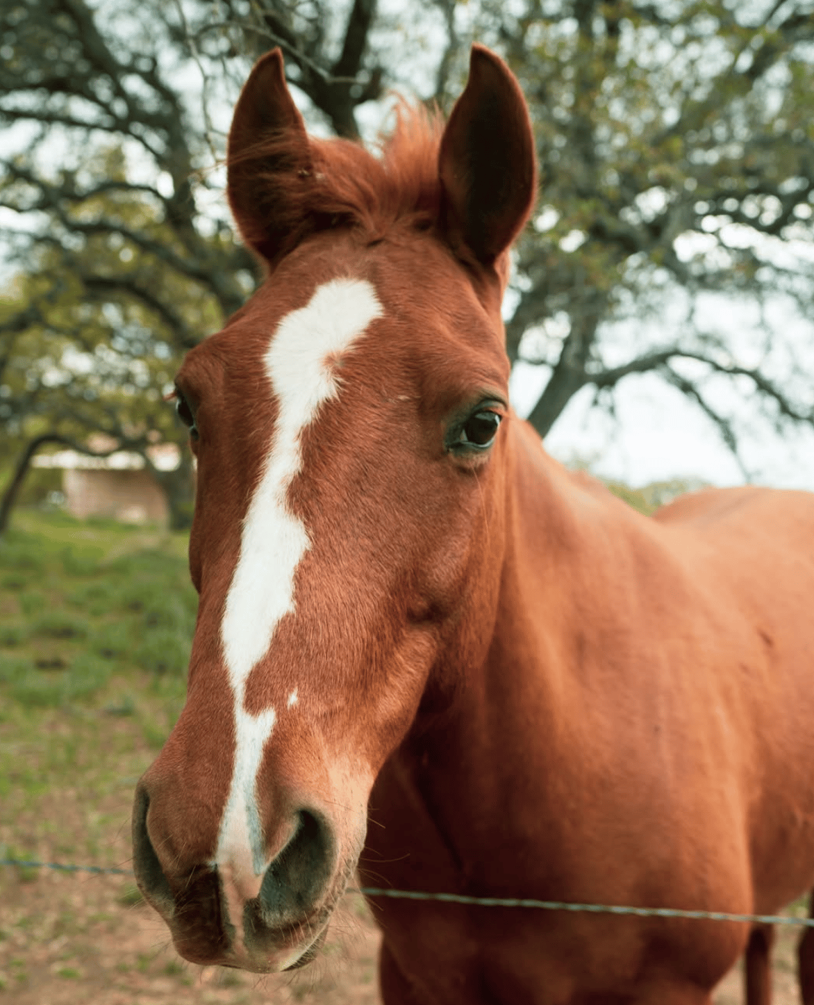 Chestnut horse with a broad white blaze standing behind a wire fence.