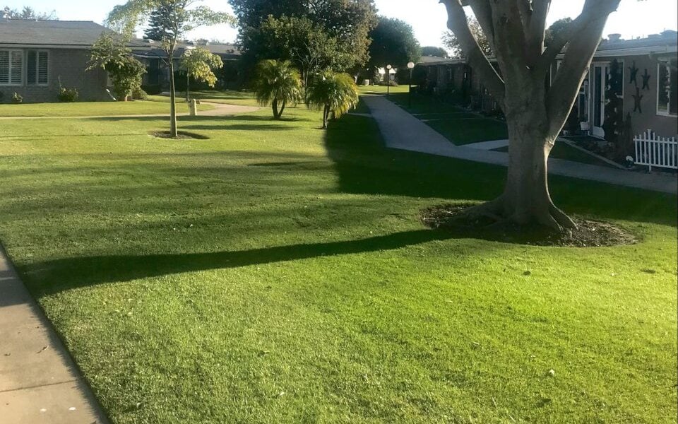 Homes around a tree-lined greenbelt in Leisure World Seal Beach