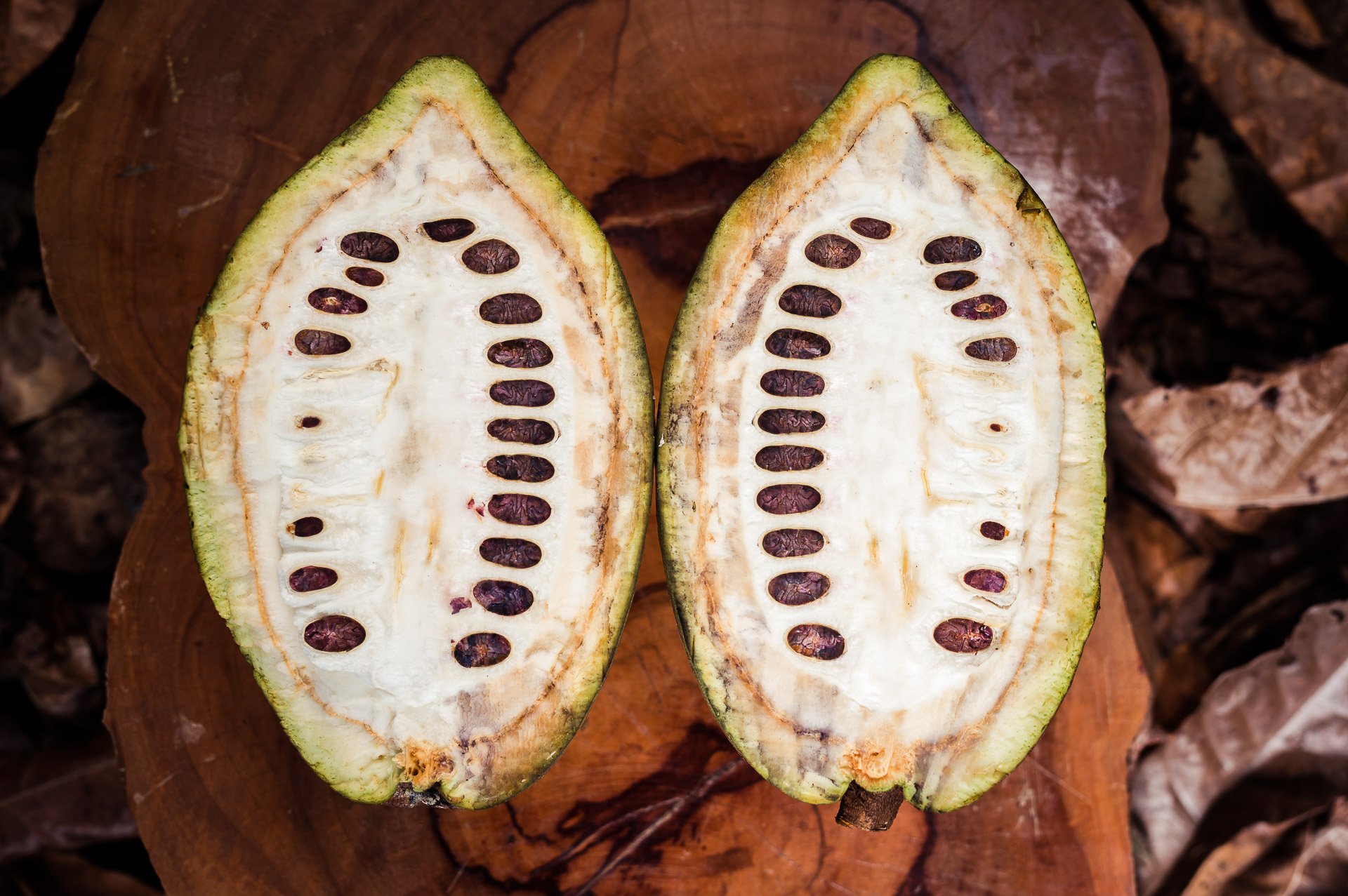 Blue Valley Cacao Farm | High-end gourmet chocolate production.