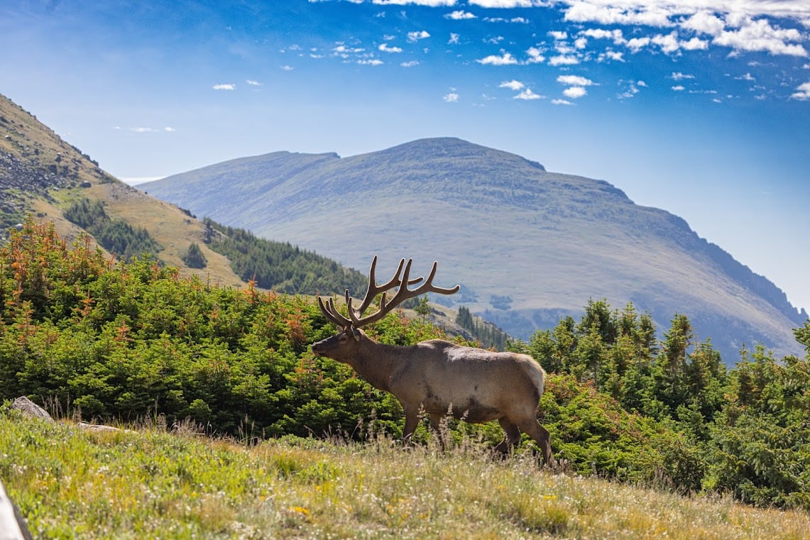 Driving Into the Wild: A Sensory Journey Along Old Fall River Road