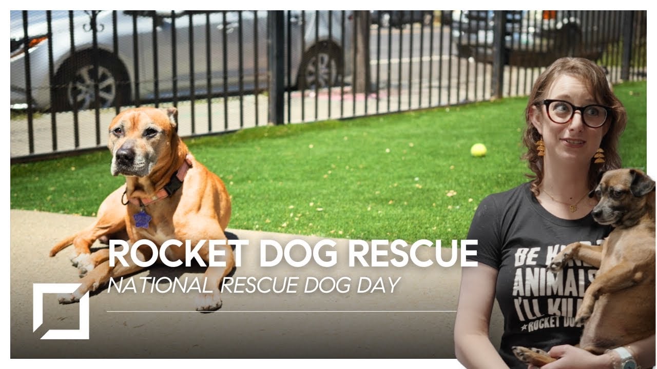 Meet Your Furever Friend: Pups of Rocket Dog Rescue (Bay Area) | National Rescue Dog Day Highlights