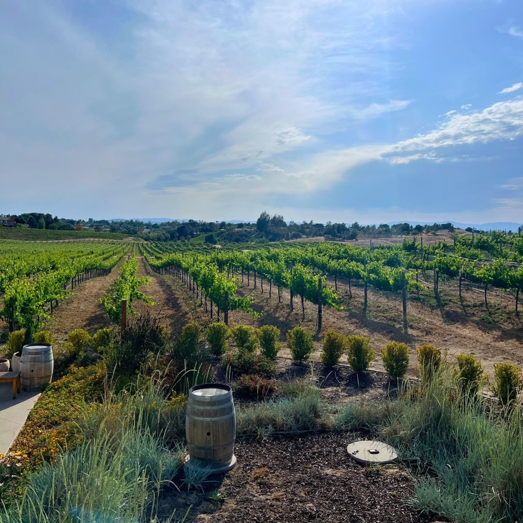 Temecula wine country vineyard landscape with grapevines and rolling hills, Southern California winery destination near luxury real estate by Amy Ali and Agency West