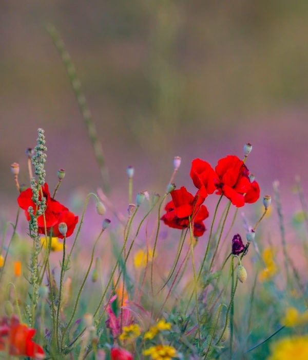 Summer Homeowner Party