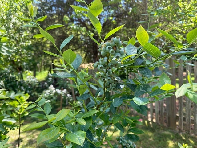 555 Hembree Grove Ovrlk