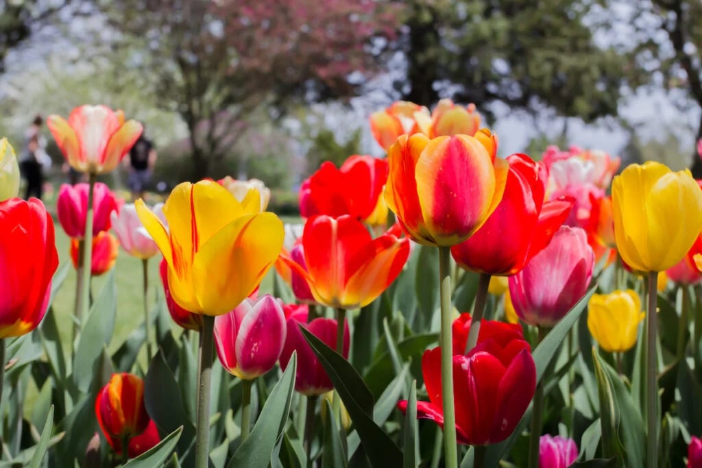 tulip-time-in-holland-michigan