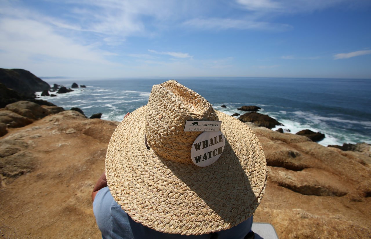 Where to Go Whale Watching on the Sonoma Coast