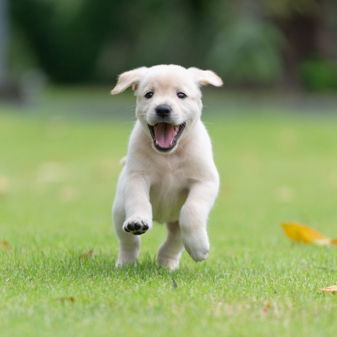 Dedicated Dog Run