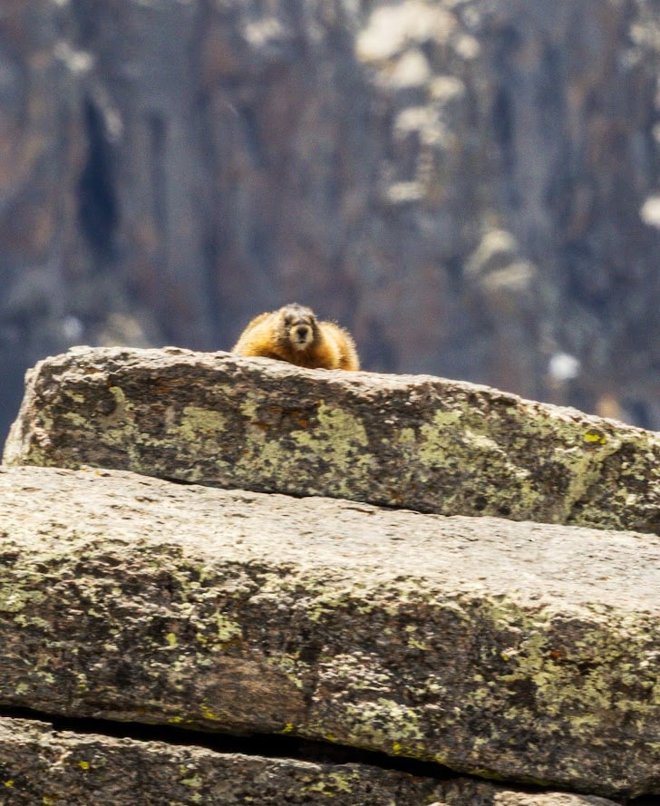 Where the Road Meets the Sky: Driving Trail Ridge Road