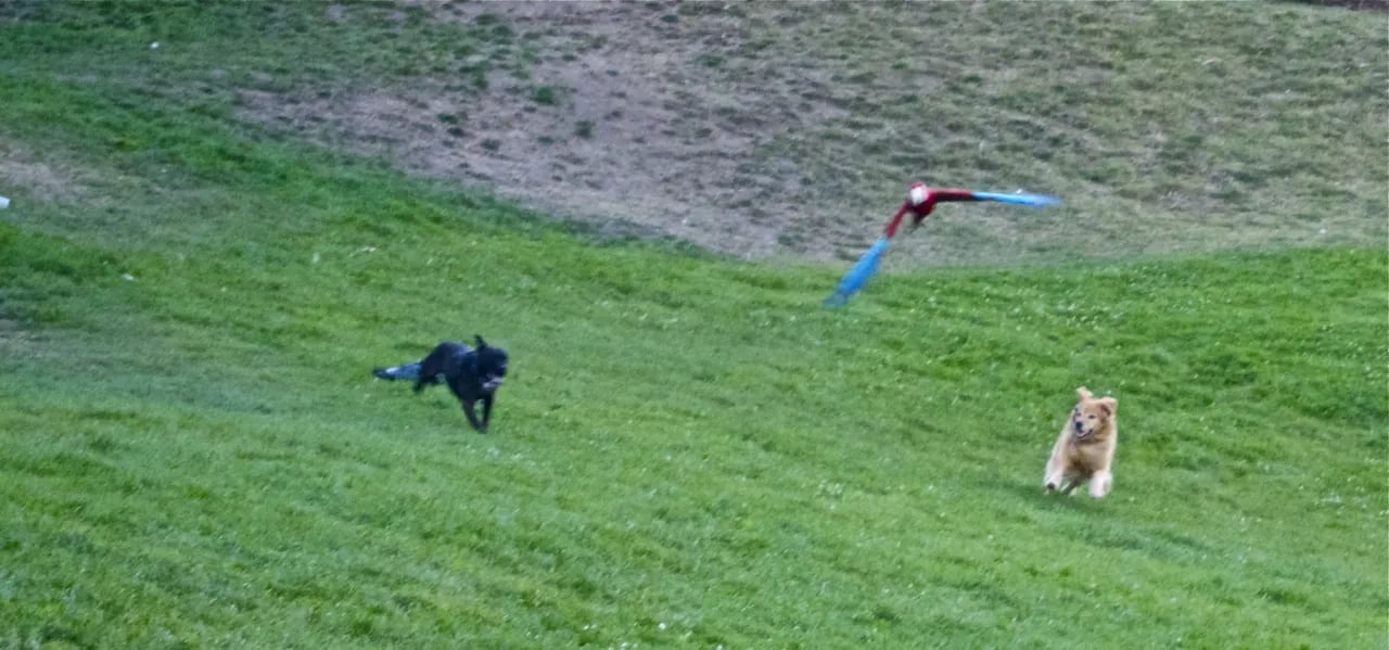 Happy dogs playing off-leash in one of Mission Dolores Park's designated dog areas