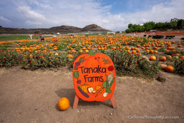 Tanaka Farms pumpkin patch with rows of pumpkins and an illustrated sign in the foreground.
