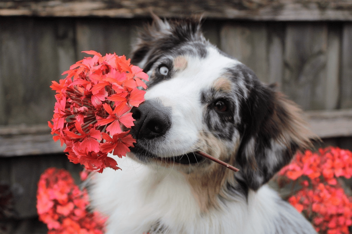 Plants that are Dangerous for Pets